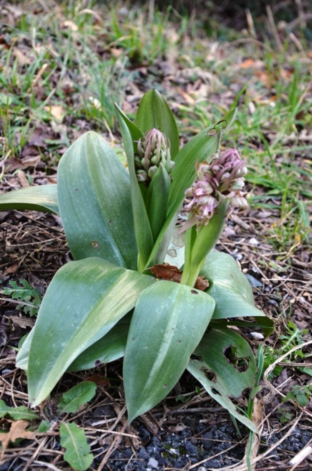 Himantoglossum robertianum in valle Aulella (Lunigiana, MS)